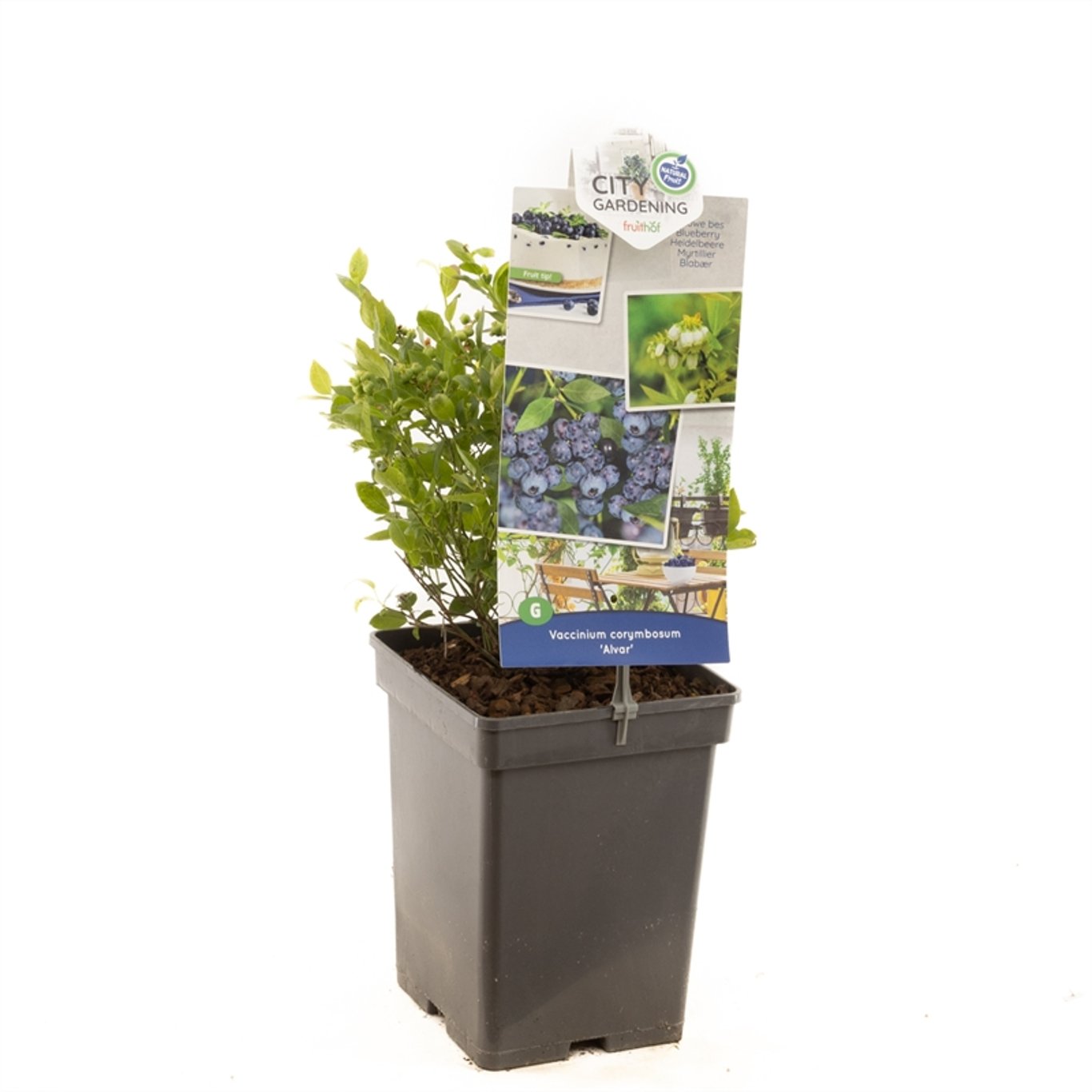 Vaccinium c. 'Alvar' - C5 50-60 CM